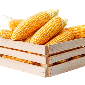 Florida Sweet Corn
